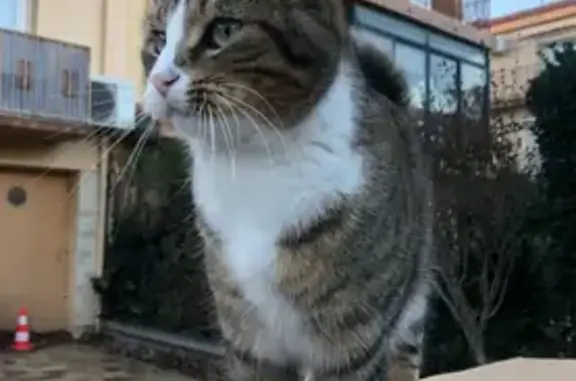 Animaux perdus Perpignan, photo: Chat perdu, queue cassée, Rue Bouvreuils