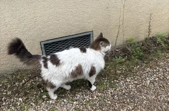 Chat trouvé, câlins urgents, Rue de Vern - photo