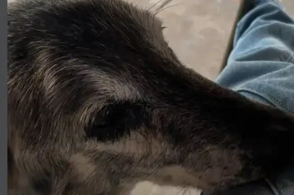 Chien mâle 15 ans perdu à Saint-Savin - photo