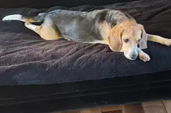 Beagle perdu sans collier à Gâcogne - photo