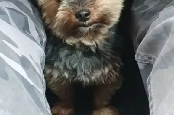 Chien perdu noir/marron, Place de la Libération - photo