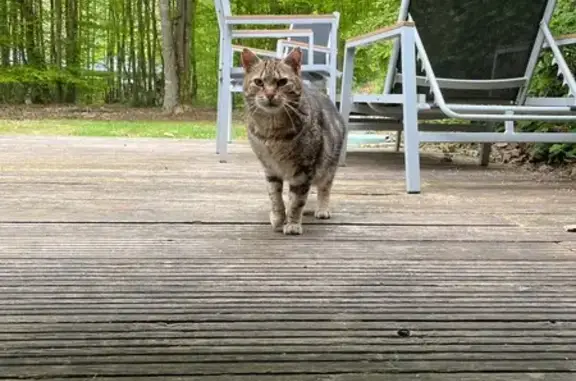 Animaux trouvés , photo: Chatte tigrée trouvée à Center Parc Normandie