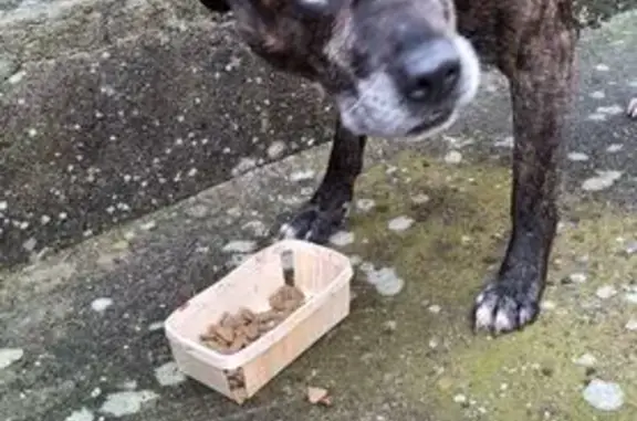 Chienne bringée âgée trouvée à Lédignan - photo