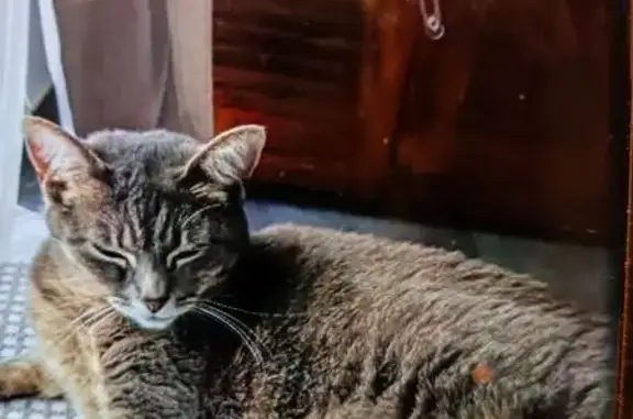Chat perdu, Saint-Aubin-du-Cormier, photo: Chatte tigrée perdue à Saint-Aubin-du-Cormier
