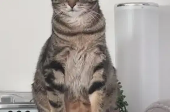 Chat perdu : Maverick, tigré noir/marron - photo