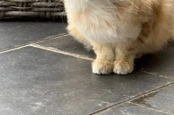 Animaux trouvés Évaux-les-Bains, photo: Chatte rousse et ses 3 chatons trouvés