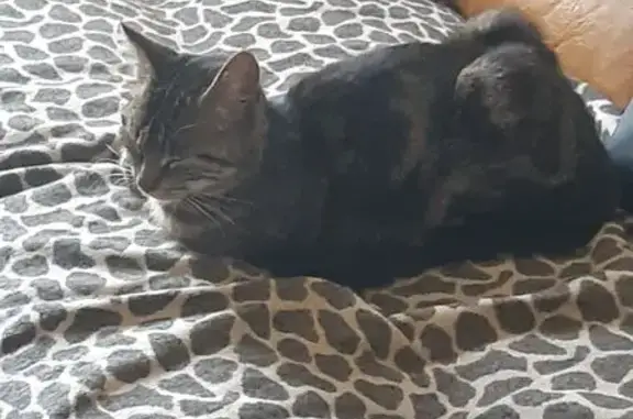 Animaux trouvés Châtres-sur-Cher, photo: Petite chatte noire/grise trouvée à Châtres