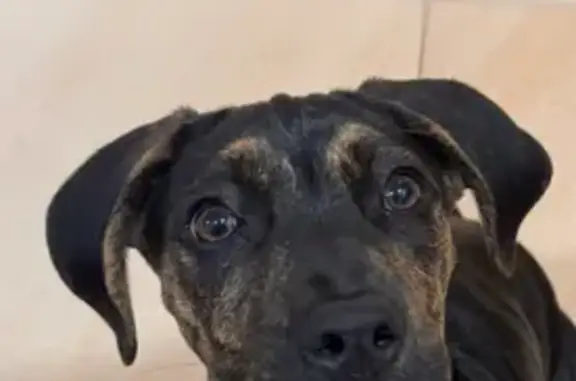 Perro Perdido en Calle Barnés y Tomás, Lorca