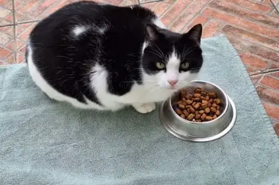 Animaux perdus Saint-Gély-du-Fesc, photo: Chatte blanche/noire perdue à Saint-Gély