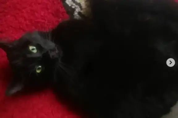 Chat noir perdu à La Barre-de-Semilly - photo