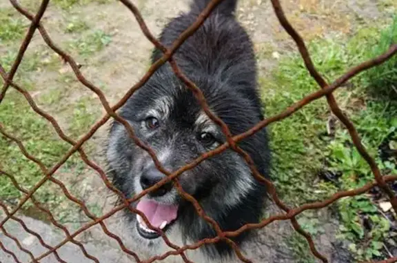 Chien trouvé Landiras, photo: Chien noir poils longs trouvé à Landiras