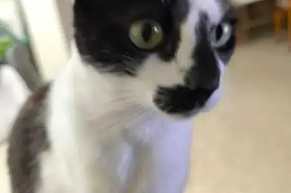 Gato Perdido: Blanco y Negro en Algeciras