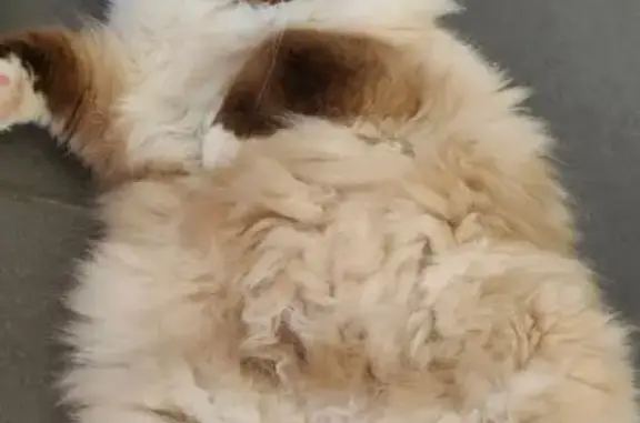 Chatte sacrée de Birmanie perdue à Offemont - photo