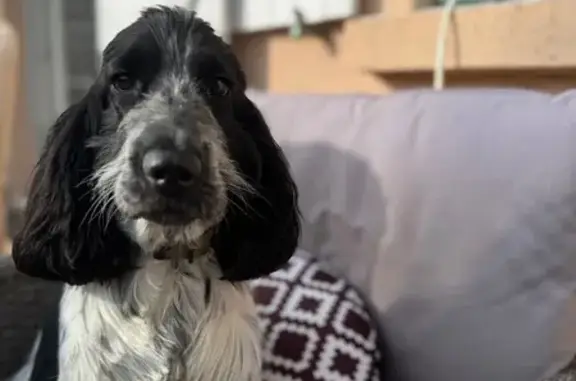Chien perdu Valentigney, photo : Chien perdu, bleu rouané, collier kaki