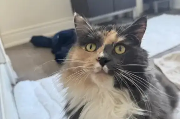 Lost Multicolored Cat: Answers to Pearl