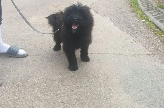 Jeune chien noir trouvé à Prémery - photo