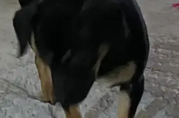 Lost Chihuahua Mix: Cookie Needs Help!