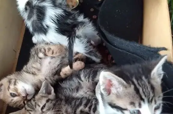¡Adopta un Gatito! 4 Pequeños...