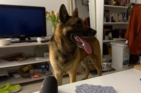 Chien trouvé Toulouse, photo: Malinois sociable trouvé à Toulouse