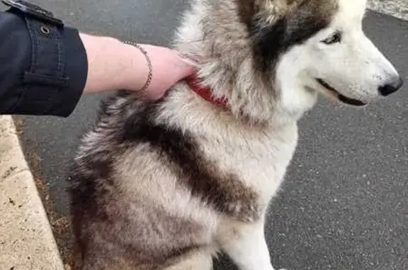 Chien beige et blanc trouvé à Orléans - photo