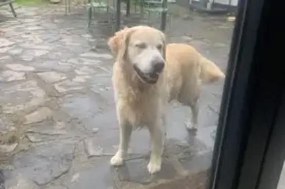Chien errant secouru à Bondues - photo