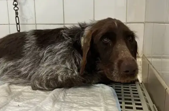 Chien trouvé , photo: Chienne drahthaar blessée trouvée à Villez