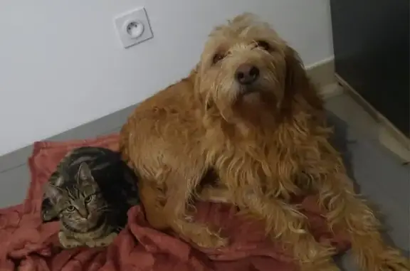 Chien perdue marron timide à Buzançais - photo