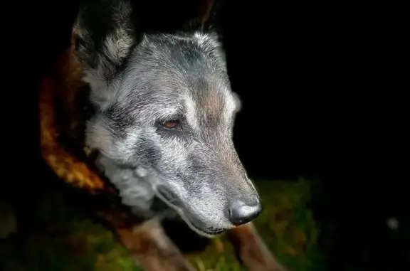 Chien perdu à Saint-Savin le 19 avril - photo