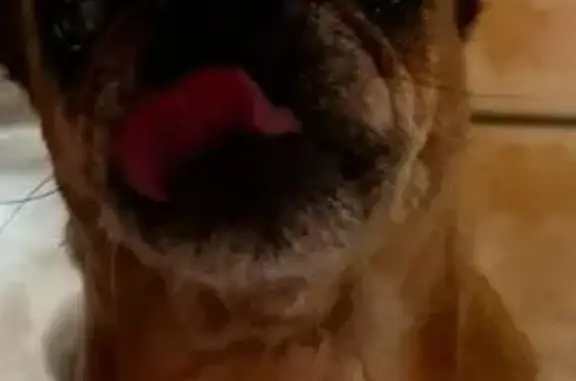 Perro Mayor Perdido en Matadepera