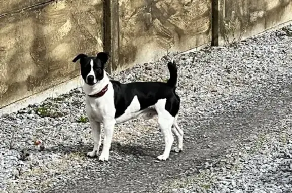 Chien trouvé , photo: Chien noir et blanc craintif trouvé rue Leclerc