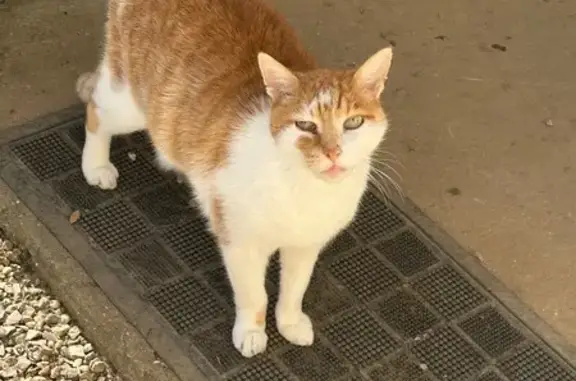 Chat perdu blanc/roux, 15 ans, rue de la Paix - photo