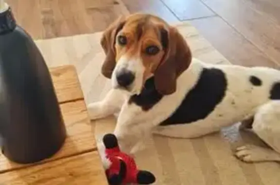 Beagle perdu tricolore Bassillac - photo