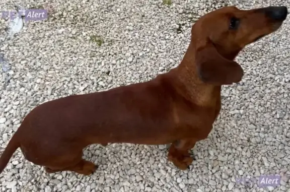 Chien trouvé , photo: Petit chien trouvé à Netto Sombernon