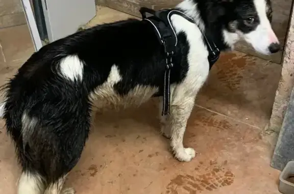 Animaux trouvés , photo: Chienne Border Collie trouvée à Saint-Jean-Poutge