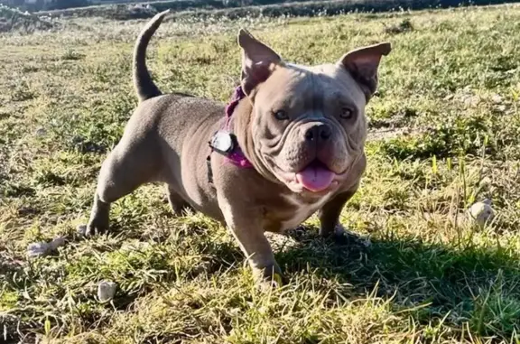 Micro Exotic Bully Gris Perdida en La Muela