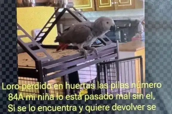 Loro Yako Perdido en Algeciras: Calle Daza