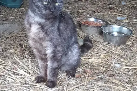 Chatte grise/beige trouvée à Rozet-Saint-Albin - photo