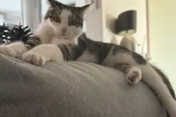 URGENT : Chatte Choupette Disparue à Dieulouard - photo