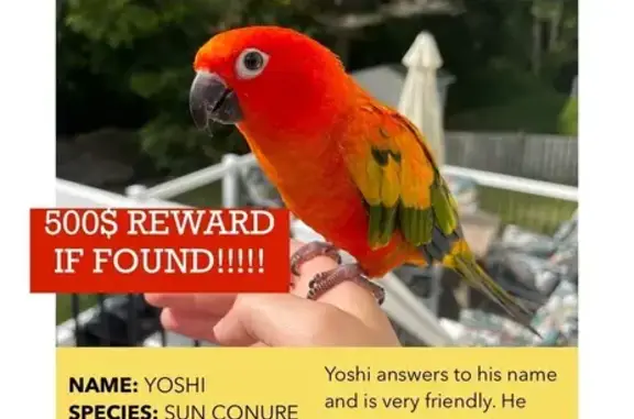 Lost Parrot: Red-Orange Head,...