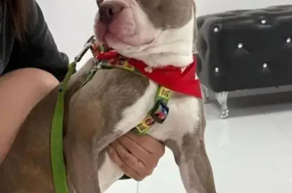 Lost Dog: Missing from NW 124th Terrace