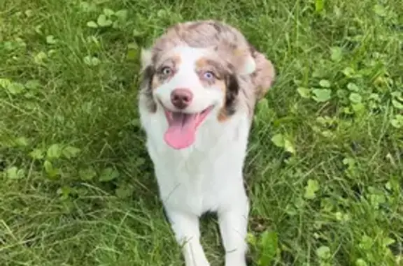 Lost Mini Aussie: White with Spots - Indy