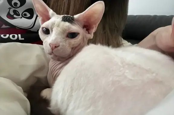 Lost Cat on Pink Cove Lane, Glenview