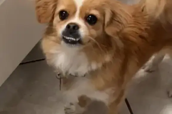 Lost Dog: White-Mitten Paws, Tucson