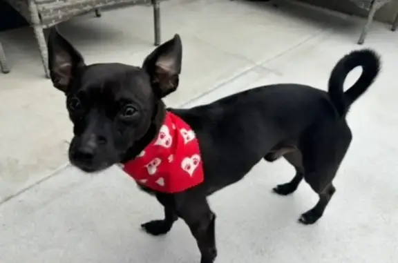 Lost Dog: Black with White Goatee, Spring Hill