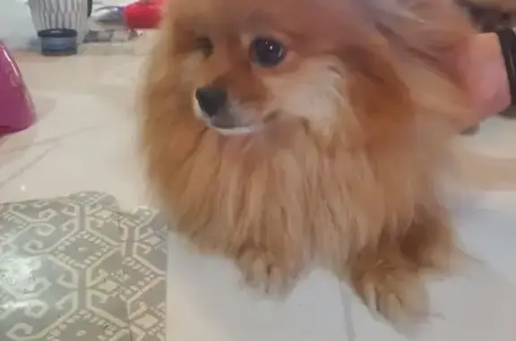 Lost Dog: Brown Coat, White Spot, Eagle Pass
