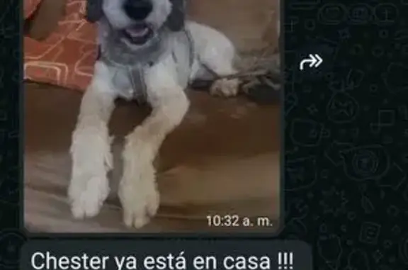 Perro Blanco Perdido en M-503, Pozuelo