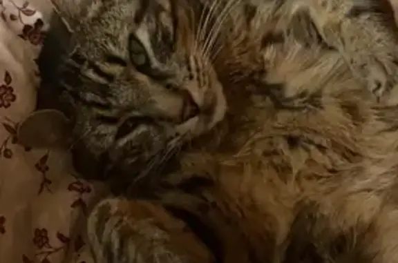 Chat perdu, Orcines, photo: Chat tigré Polko perdu à Orcines