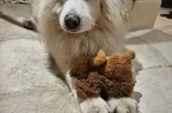 Chiens perdus à Vif : Samoyède et croisée - photo