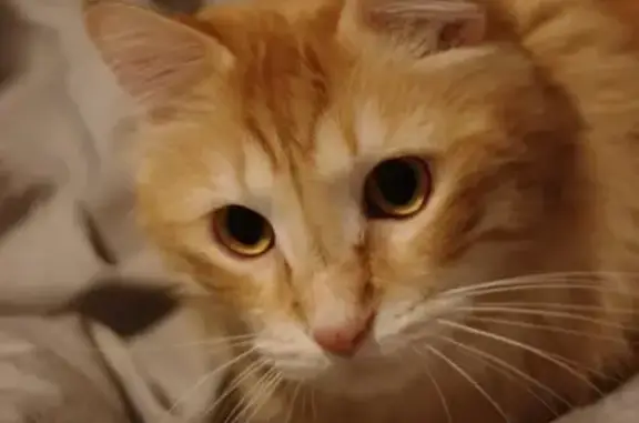Chat perdu, Varces-Allières-et-Risset, photo: Chat roux tigré perdu à Varces