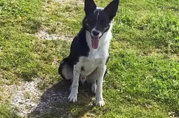 Animaux perdus Canéjan, photo: Chien perdu, croisé border collie/beauceron